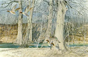 I-38  Greenwing Teal