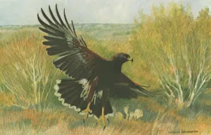 I - 76  Harris' Hawk